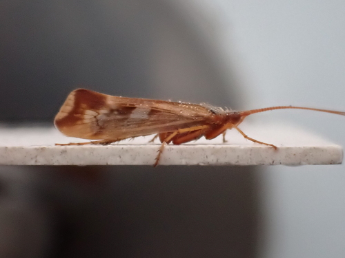 Cinnamon Sedge
