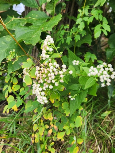 white snakeroot
