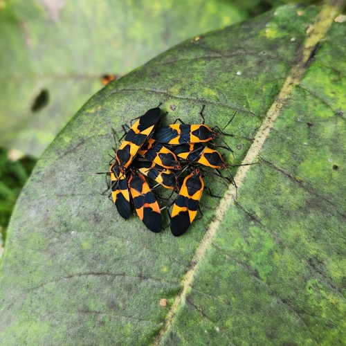 Large Milkweed Bug