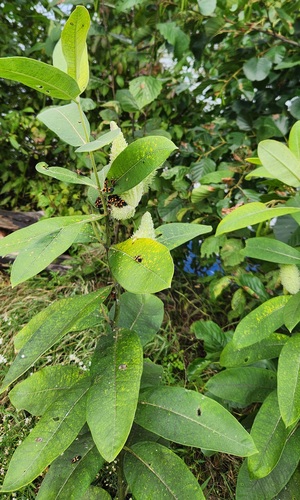 common milkweed