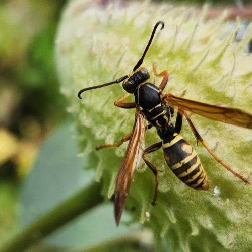 Northern Paper Wasp