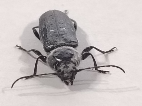 House Longhorn
