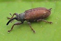 Bradybatus kellneri