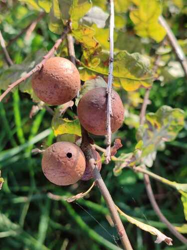 Oak Marble Gall Wasp