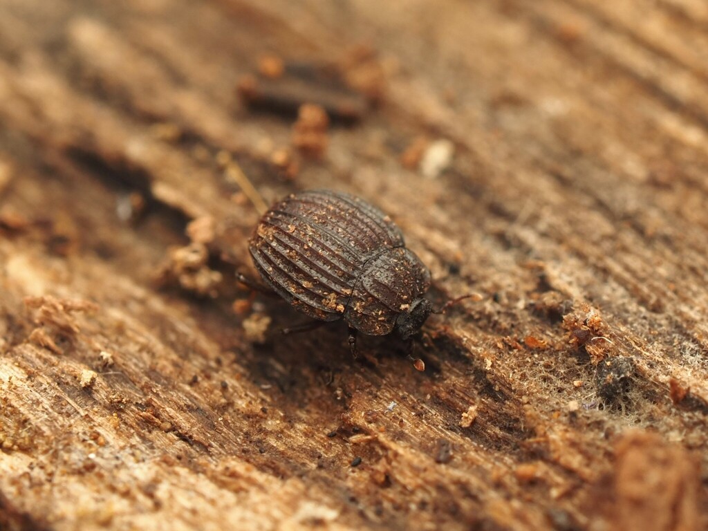 Onthophilus silvae