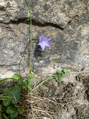 Campanula rotundifolia, photograph author not stated, no rights reserved