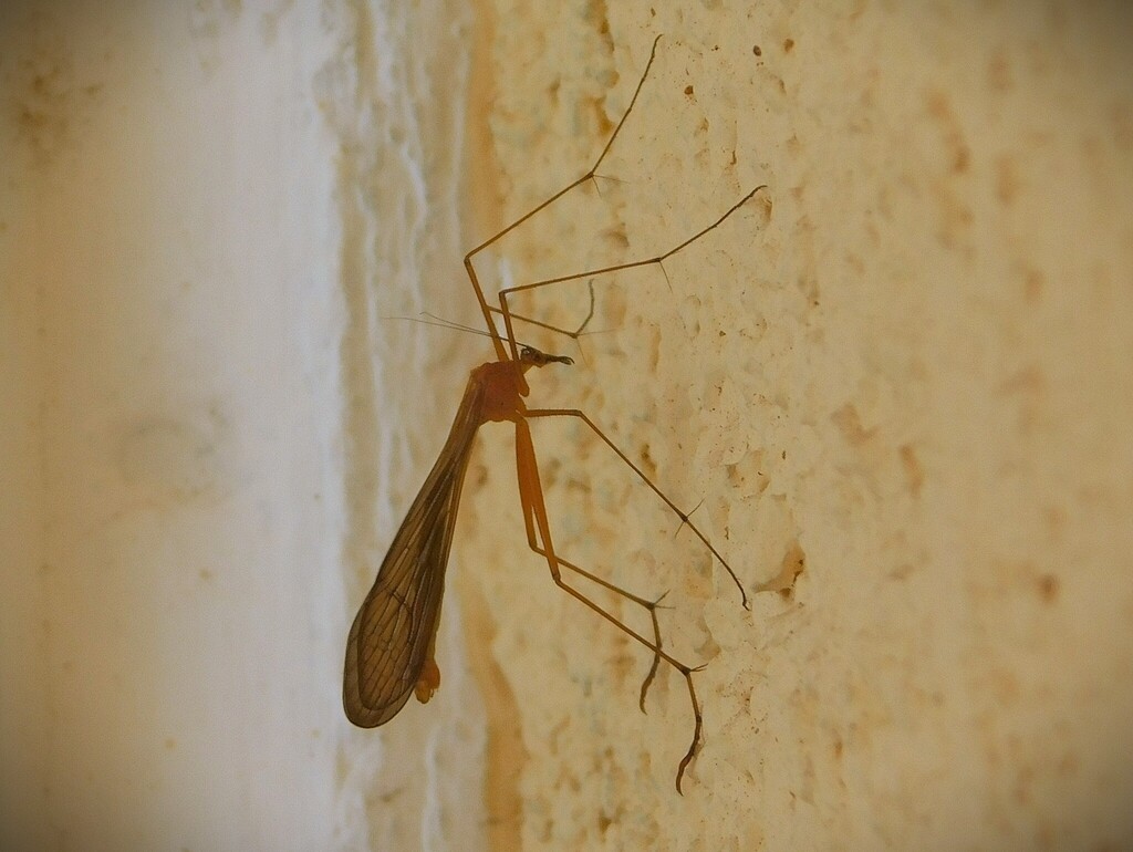 Bittacus peninsularis