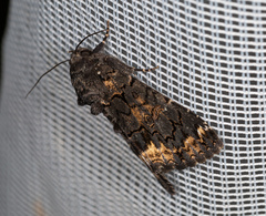 Catephia alchymista