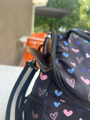 Red-spotted Admiral
