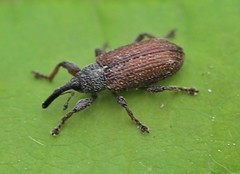 Bradybatus kellneri