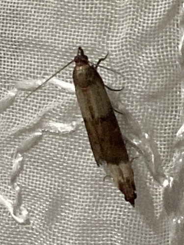 Indian-Meal Moth