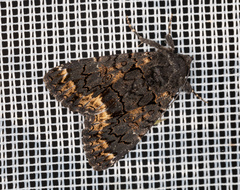 Catephia alchymista