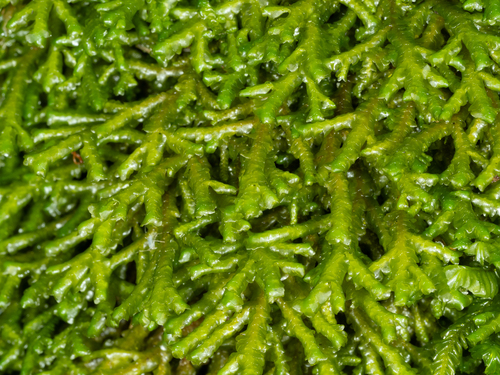 Porella cordaeana, 2026-09-11
