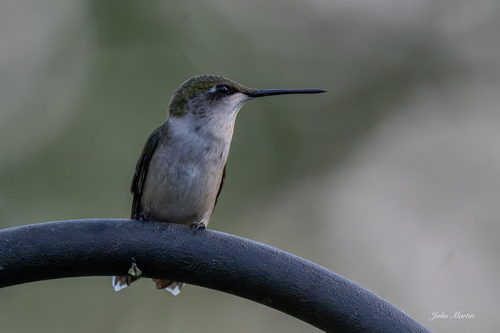 Ruby-throated Hummingbird