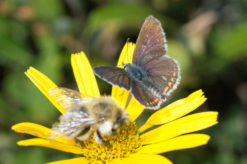 Common Carder Bumble Bee