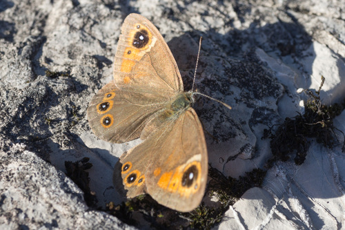 Large Wall Brown