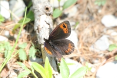 Erebia triarius