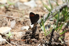 Erebia triarius