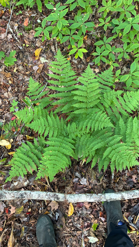 intermediate wood fern
