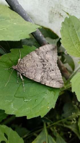 Red Underwing
