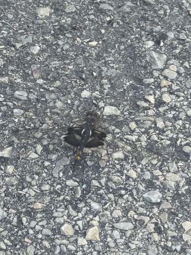 Black Saddlebags