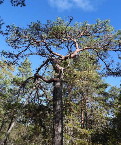 Scots pine
