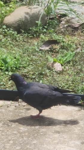 Feral Pigeon