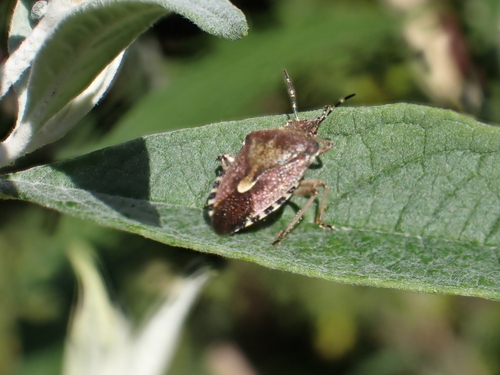 Sloe Bug