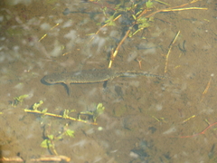 Ichthyosaura alpestris alpestris