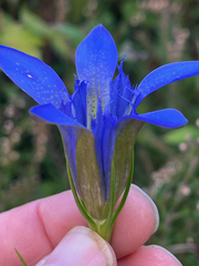 author not stated, no rights reserved Gentiana autumnalis, photograph author not stated, no rights reserved