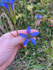 author not stated, no rights reserved Gentiana autumnalis, photograph author not stated, no rights reserved