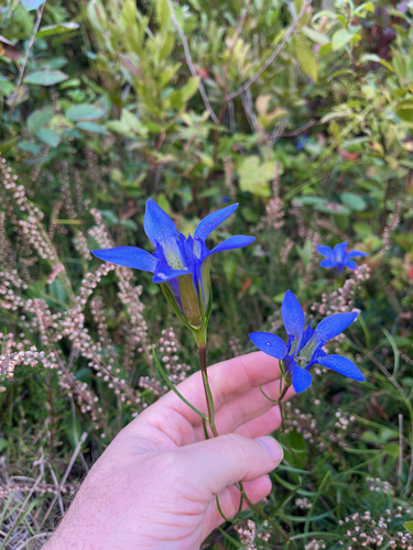 Pine Barren Gentian