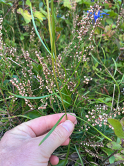 author not stated, no rights reserved Gentiana autumnalis, photograph author not stated, no rights reserved