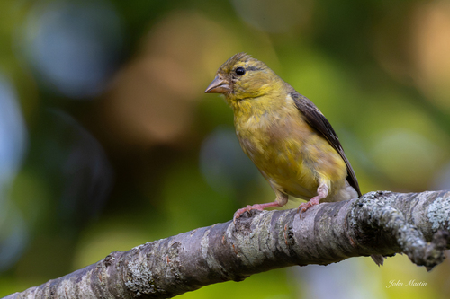 American Goldfinch