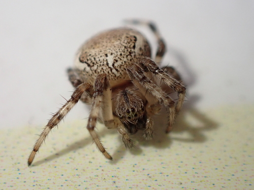 Marbled Orbweaver