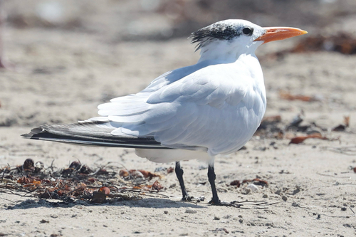 iNaturalist observation photo of Royal Tern