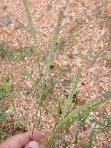 African bur-grass