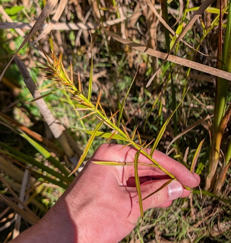 Dulichium arundinaceum, photograph 2