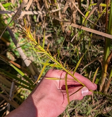 Dulichium arundinaceum, photograph (c) Tyler Ekholm, some rights reserved (CC BY)