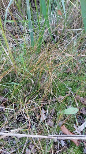 Eleocharis palustris observed 2026-09-22