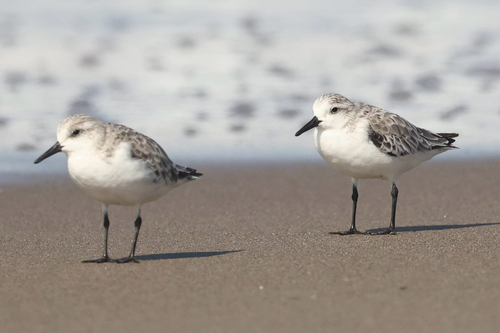 iNaturalist observation photo of Sanderling