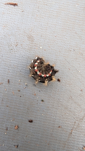 Knot Grass Moth