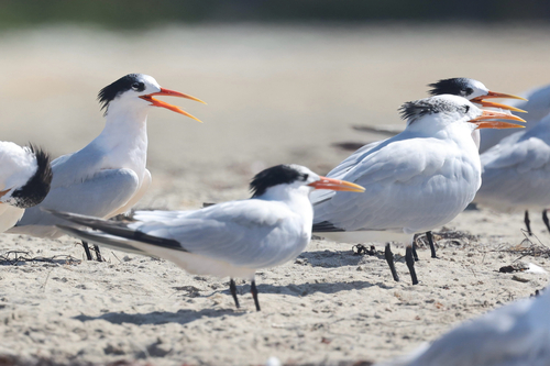iNaturalist observation photo of Royal Tern