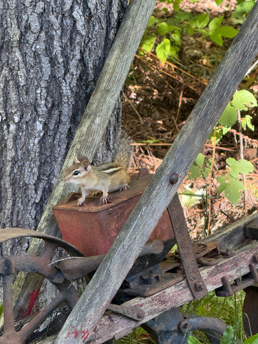 Eastern Chipmunk