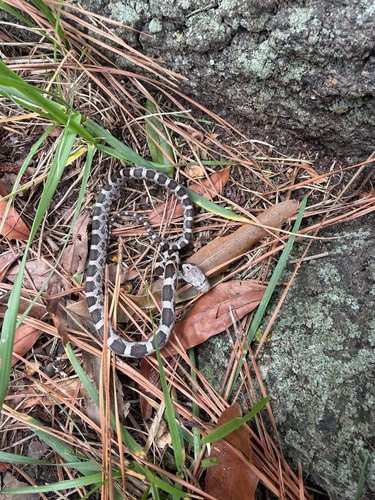 Central Ratsnake