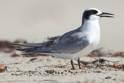 iNaturalist observation photo of Forster's Tern