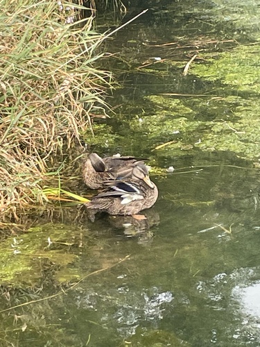 American Black Duck
