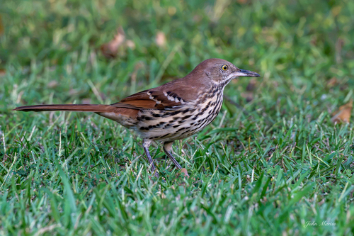 Brown Thrasher