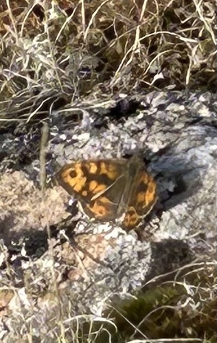 Wall Brown