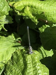 Coenagrion puella